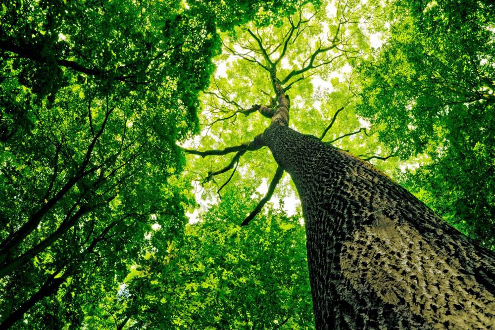 tree