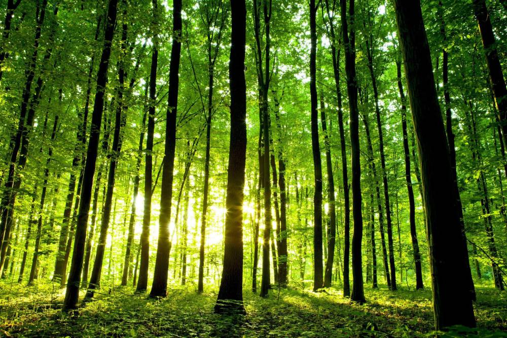 foret