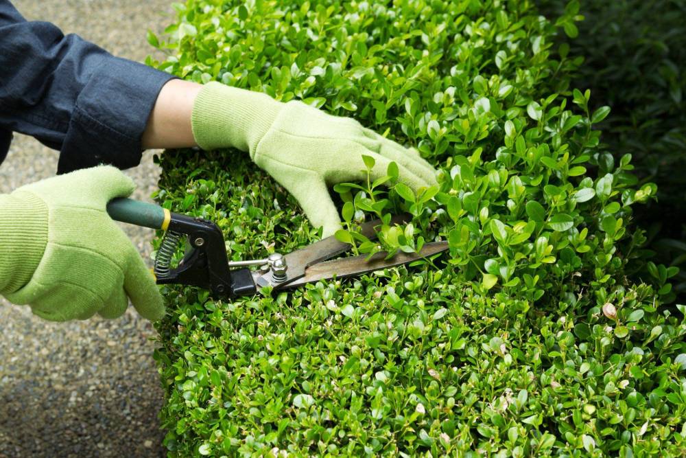 taille buisson